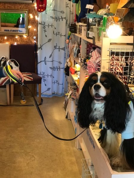 画像10: リード【トレポンティ】Soft Mesh Leash (10)