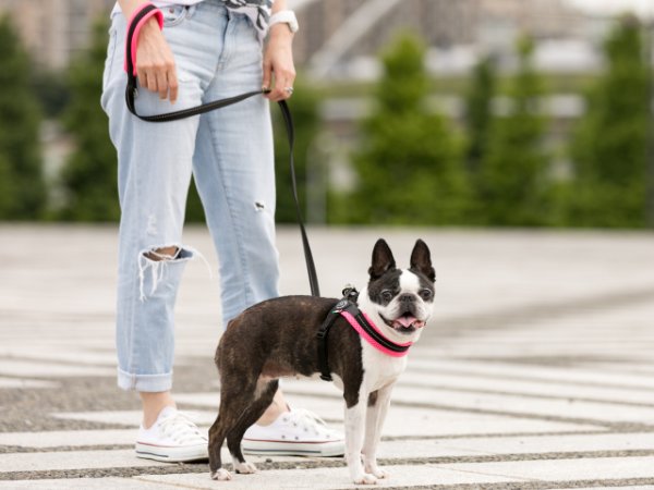 画像13: ハーネス【トレポンティ】Fibbia Soft Mesh adjustable type (13)