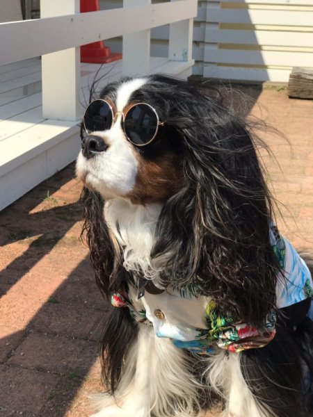 画像2: ドッグサングラス (2)