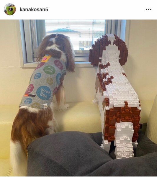 画像2: JEKCAブロック【キャバリアMサイズ】 (2)