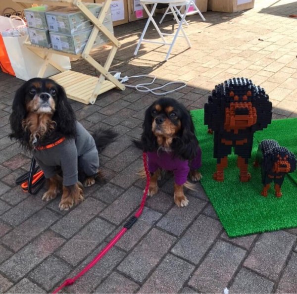 画像13: JEKCAブロック【キャバリアMサイズ】 (13)