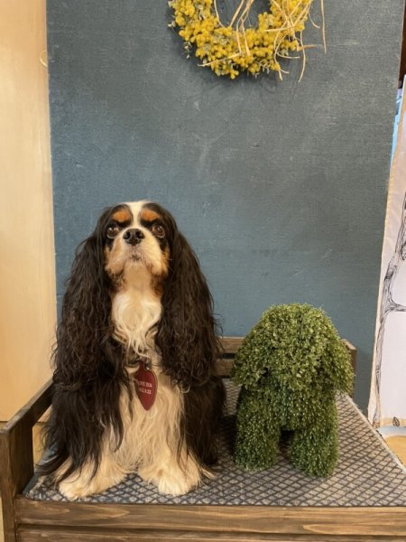 画像5: トピアリー(キャバリア風イヌ) (5)