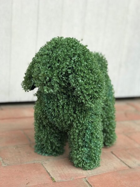 画像2: トピアリー(キャバリア風イヌ) (2)