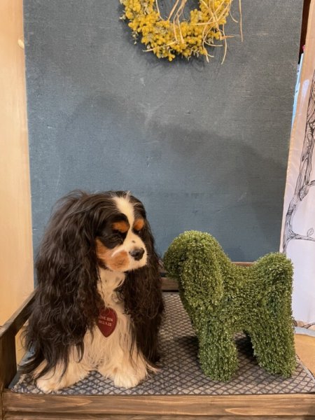 画像6: トピアリー(キャバリア風イヌ) (6)