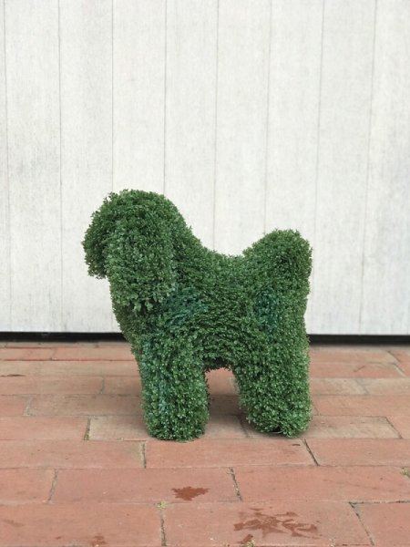 画像4: トピアリー(キャバリア風イヌ) (4)