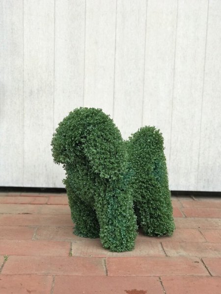 画像3: トピアリー(キャバリア風イヌ) (3)