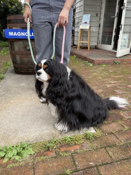 画像5: 【リード】Rope Leash -Azul- ロープリード(アズール) (5)