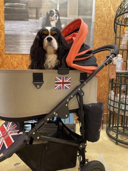 画像4: グリッターワッペン:ユニオンジャックイヌクロロゴ (4)