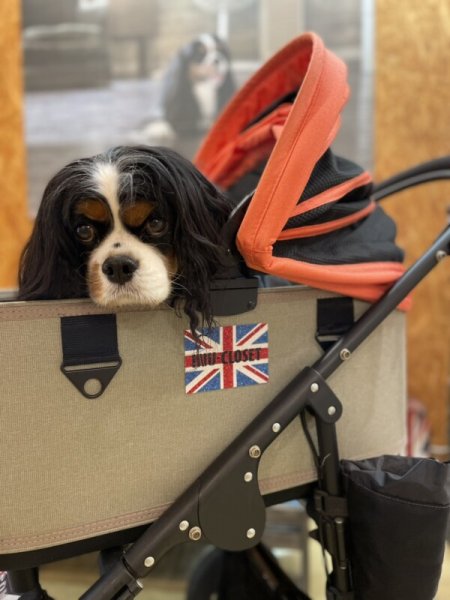 画像10: エアバギー用　DOME3コット単体 【REGULARサイズ】 (10)