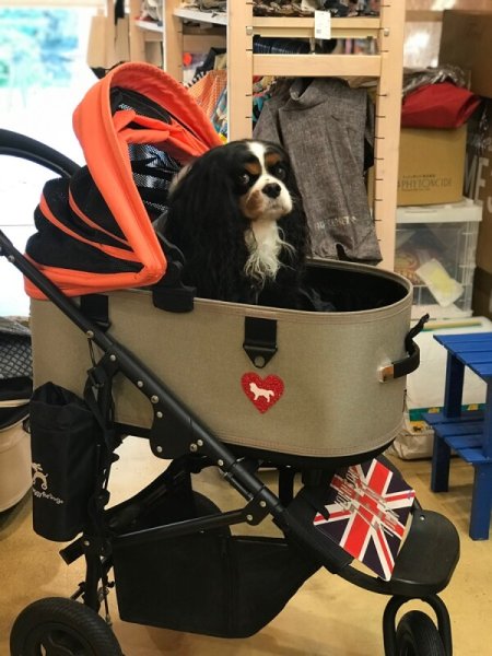 画像2: グリッターワッペン:I LOVE CAVALIER (2)