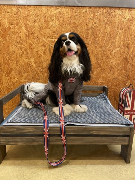 画像4: 【首輪】 INU-CLOSET　ユニオンジャック柄 (4)