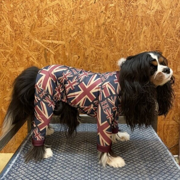 画像3:  【注文受付中】  人気★再販 【キャバスーツ　LIMITED】UK VINTAGE (3)