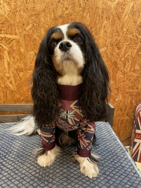 画像4:  【注文受付中】  人気★再販 【キャバスーツ　LIMITED】UK VINTAGE (4)