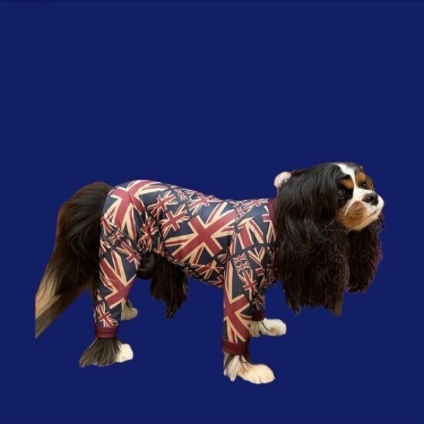 画像5: キャバスーツ試着セット(430円分ポイントバック付き) (5)