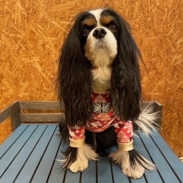 画像4: 【30%OFF】【キャバスーツ LIMITED】ダンシングハート:PINK (4)