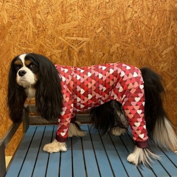 画像3: 【30%OFF】【キャバスーツ LIMITED】ダンシングハート:RED (3)