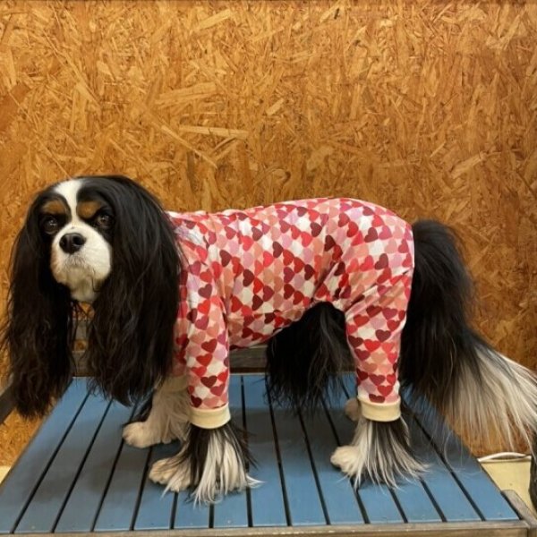 画像3: 【30%OFF】【キャバスーツ LIMITED】ダンシングハート:PINK (3)