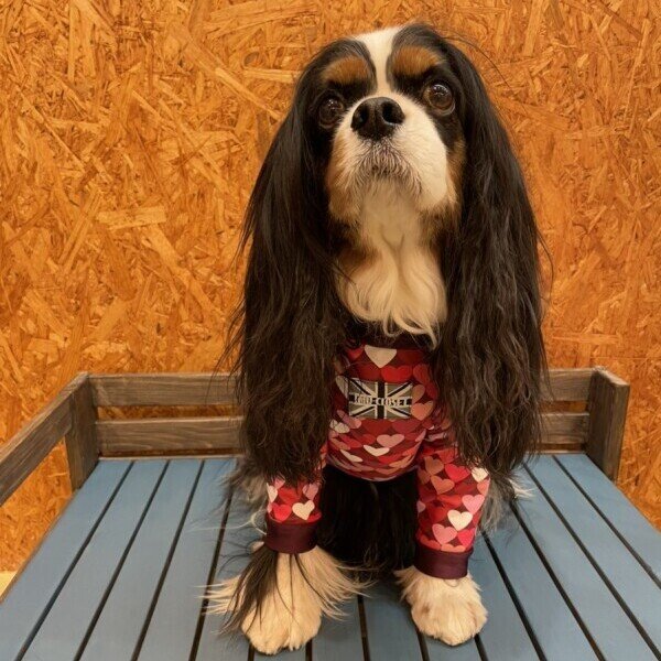 画像4: 【30%OFF】【キャバスーツ LIMITED】ダンシングハート:RED (4)