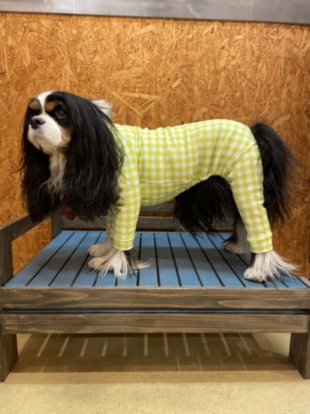 画像3: 【30%OFF】【キャバスーツ LIMITED】ギンガムチェック:ライム (3)