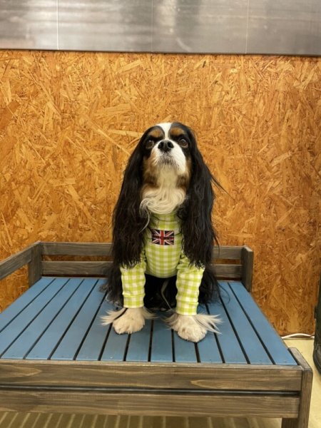 画像5: 【30%OFF】【キャバスーツ LIMITED】ギンガムチェック:ライム (5)