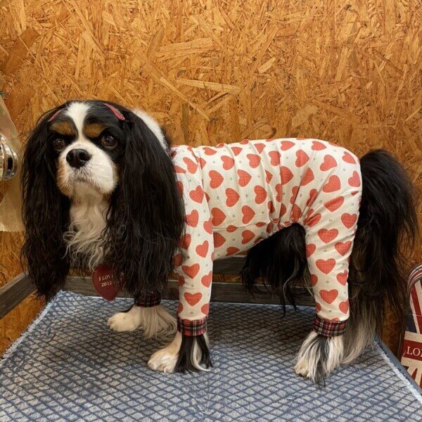 画像4:  10％OFF 【キャバスーツ LIMITED】LOVE & CHECK (4)