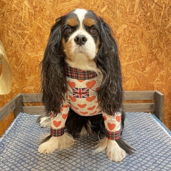 画像5:  10％OFF 【キャバスーツ LIMITED】LOVE & CHECK (5)