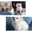 画像10:  【30%OFF】 2022モデル【ボタン付・Ｓサイズのみ】SUO for dogs 28°ICE_COOL RING（犬用アイスクールリング） (10)