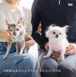 画像5:  【30%OFF】 2022モデル【ボタン付・Ｓサイズのみ】SUO for dogs 28°ICE_COOL RING（犬用アイスクールリング） (5)