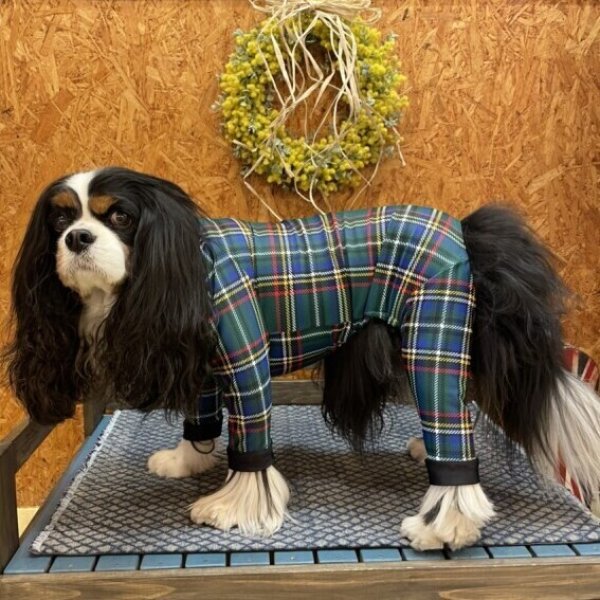 画像3: 50%OFF【キャバスーツ】OLD GREEN TARTAN (3)