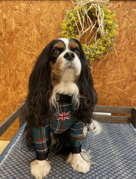 画像4: 50%OFF【キャバスーツ】OLD GREEN TARTAN (4)