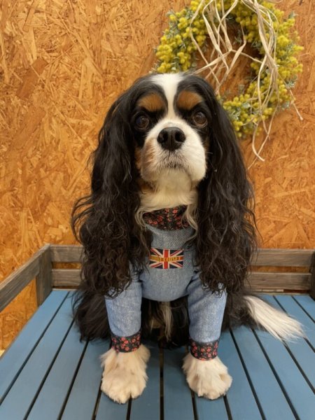 画像7:  【50%OFF】 【キャバスーツ LIMITED】BAKER STREET:RED (7)