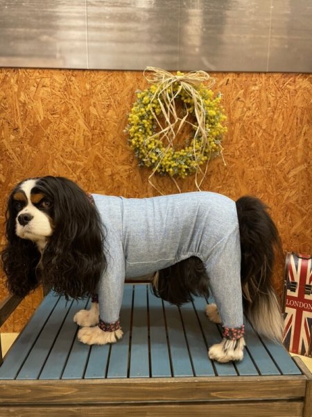 画像8:  【50%OFF】 【キャバスーツ LIMITED】BAKER STREET:RED (8)