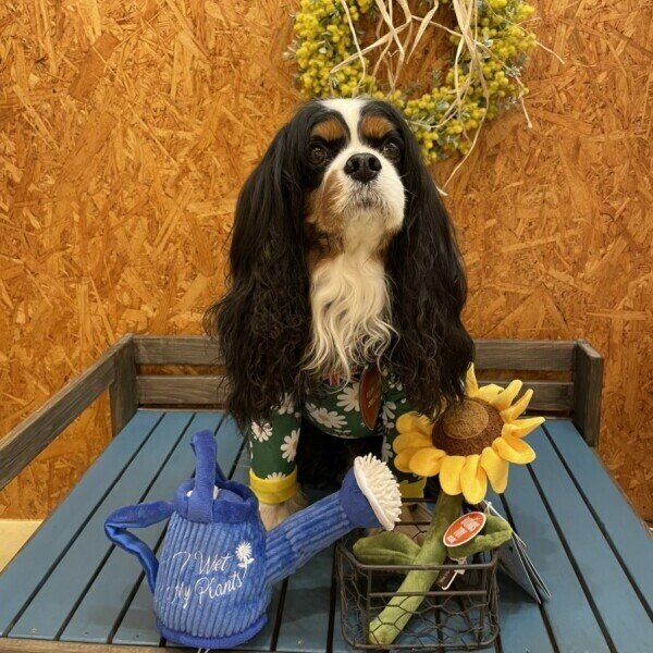 画像6:  人気・再販 【キャバスーツ LIMITED】HONEY BEE (6)