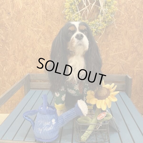 画像6:  人気・再販 【キャバスーツ LIMITED】HONEY BEE (6)