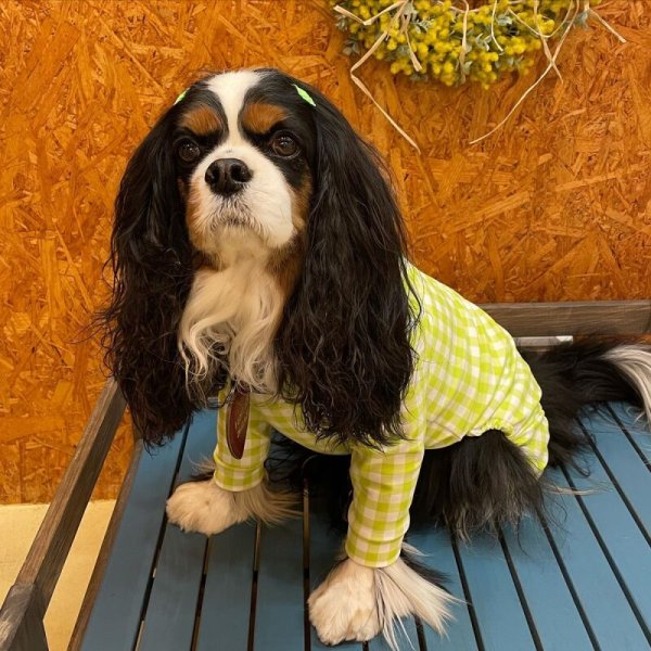 画像4: 【30%OFF】【キャバスーツ LIMITED】ギンガムチェック:ライム (4)