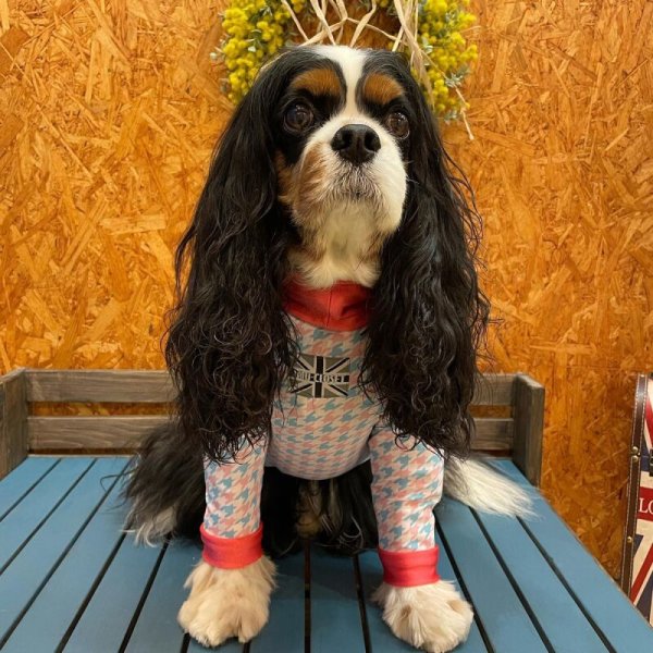 画像5:  10％OFF 【キャバスーツ LIMITED】ラムネchidori (5)