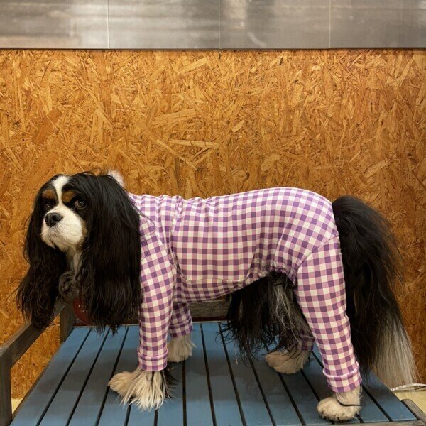 画像12:  10％OFF 【キャバスーツ LIMITED】ギンガムチェック：グレープ (12)