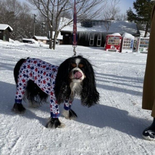 画像7: 残りXLのみ 【50%OFF】 【キャバスーツ LIMITED】BABY STAR (7)