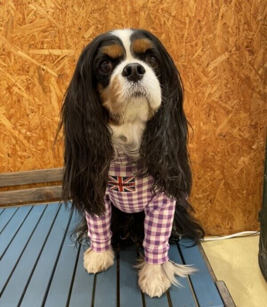 画像13:  10％OFF 【キャバスーツ LIMITED】ギンガムチェック：グレープ (13)