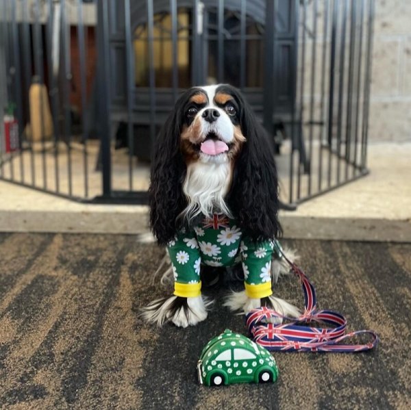 画像5:  人気・再販 【キャバスーツ LIMITED】HONEY BEE (5)