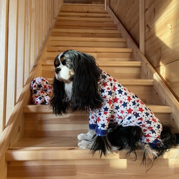 画像6: 残りXLのみ 【50%OFF】 【キャバスーツ LIMITED】BABY STAR (6)