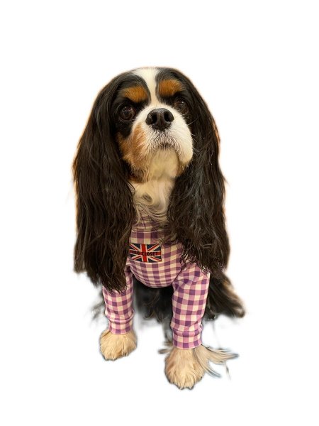 画像11:  10％OFF 【キャバスーツ LIMITED】ギンガムチェック：グレープ (11)