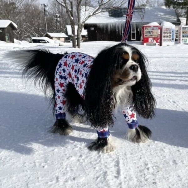 画像8: 残りXLのみ 【50%OFF】 【キャバスーツ LIMITED】BABY STAR (8)