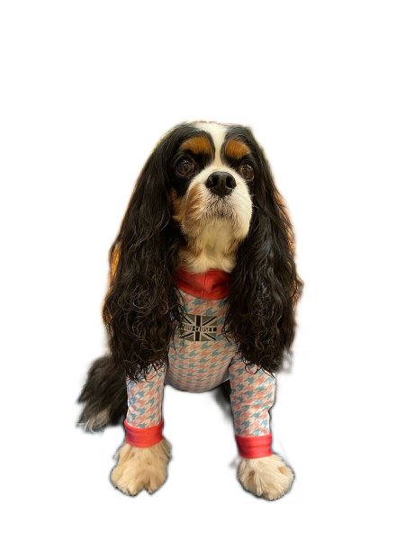 画像6:  10％OFF 【キャバスーツ LIMITED】ラムネchidori (6)