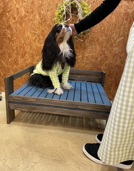 画像7: 【30%OFF】【キャバスーツ LIMITED】ギンガムチェック:ライム (7)