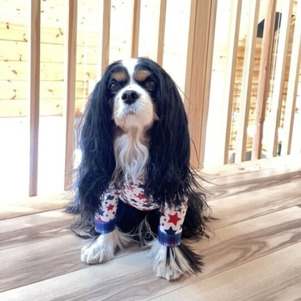 画像9: 残りXLのみ 【50%OFF】 【キャバスーツ LIMITED】BABY STAR (9)