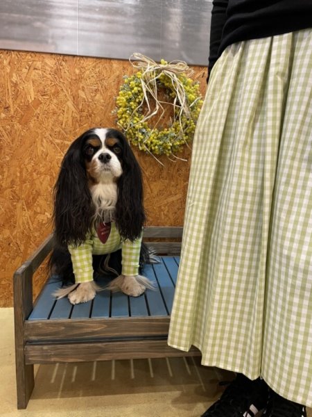 画像6: 【30%OFF】【キャバスーツ LIMITED】ギンガムチェック:ライム (6)