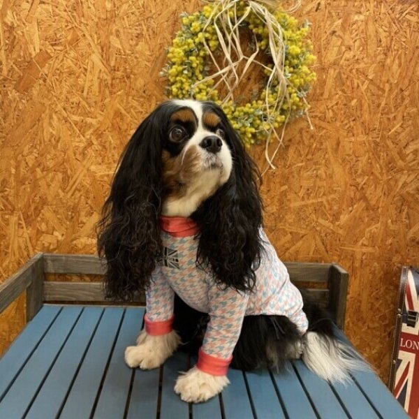 画像4:  10％OFF 【キャバスーツ LIMITED】ラムネchidori (4)