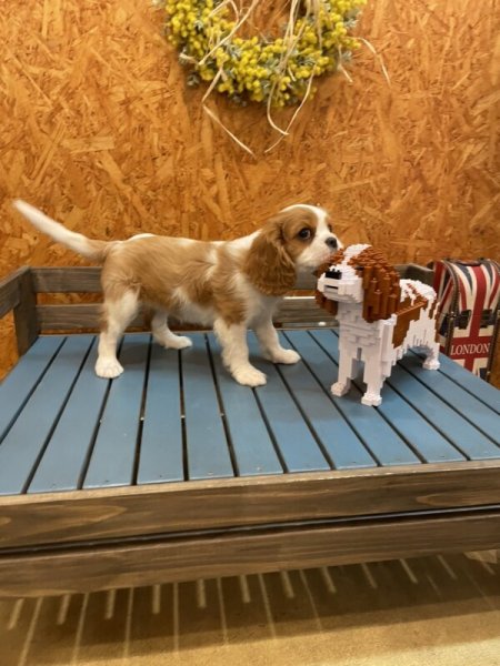 画像3: JEKCAブロック【キャバリアSサイズ】 (3)