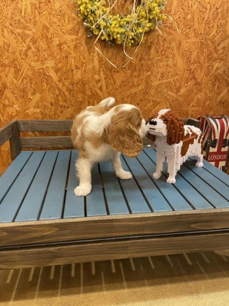 画像9: JEKCAブロック【キャバリアSサイズ】 (9)